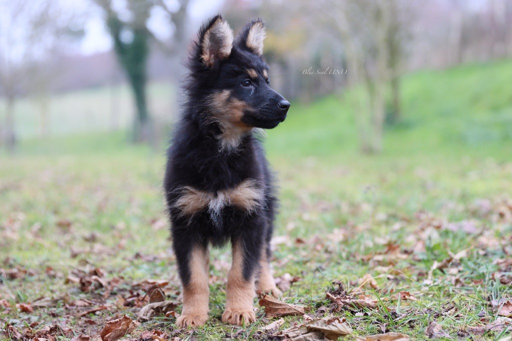 Blue Seal - Berger de boheme - Portée née le 02/10/2023