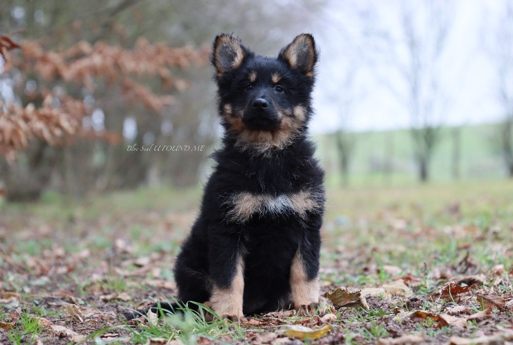 Blue Seal - Berger de boheme - Portée née le 03/10/2023