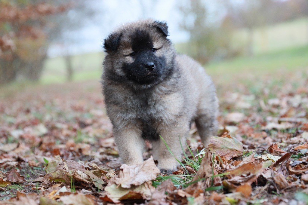 Blue Seal - Eurasier - Portée née le 05/10/2023